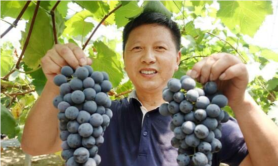 午夜激情影院葡萄技术改革创新者